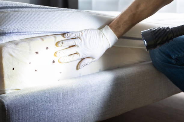 Professional Pest Control in Heathrow, FL