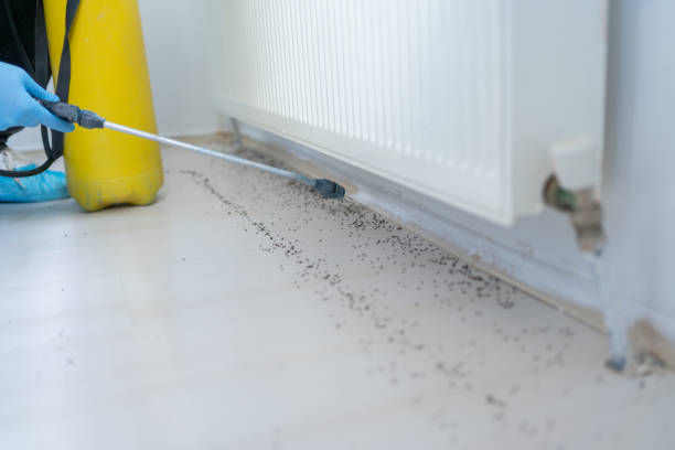 Wasp Removal Services in Heathrow, FL